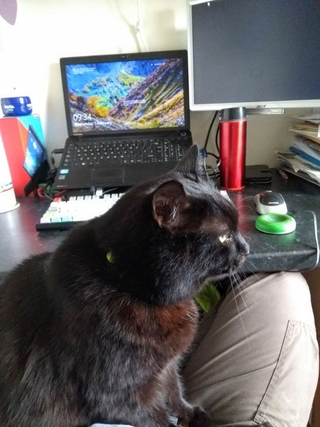 Cats can be very insistent, interrupting the work day.