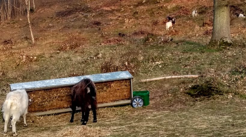 Two goats (one white, one black) eating from a hay bale.  Other goats in the background.