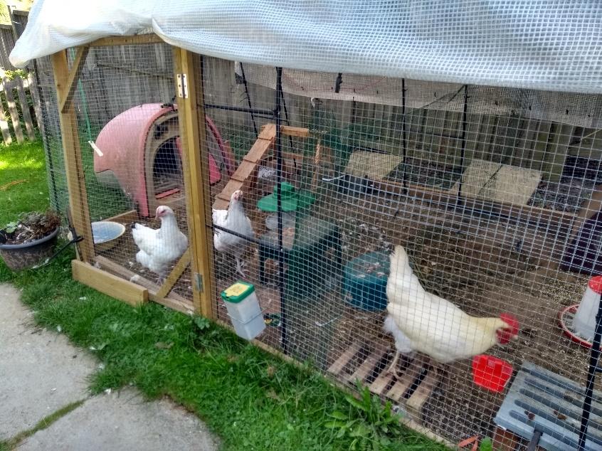 Three chickens in a large enclosure.