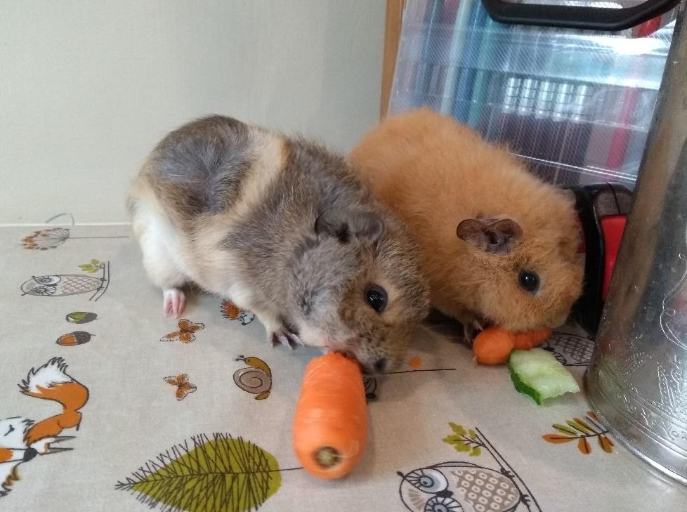 A grey guinea pig and a ginger guinea pig eating carrots and cucumber.