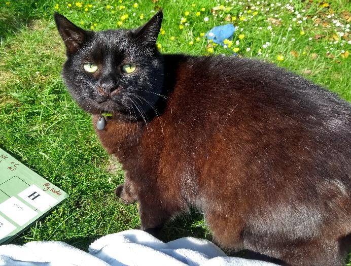 A black cat standing on grass.