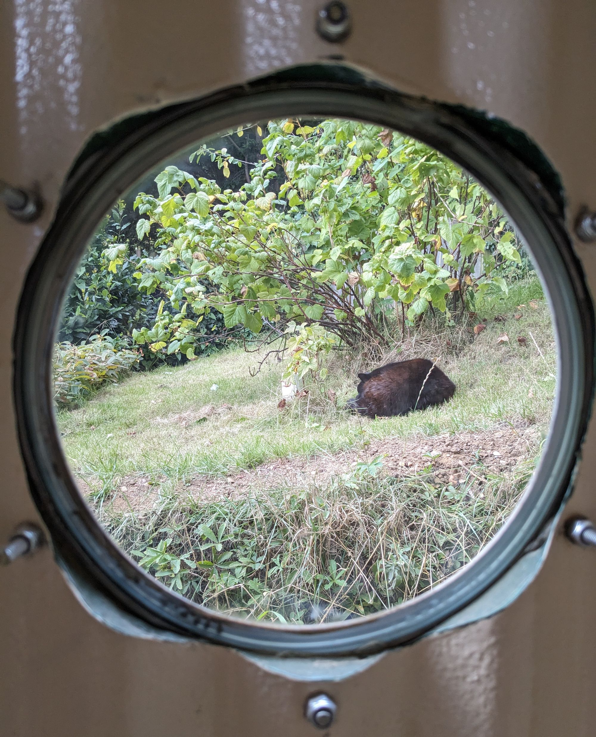 Photograph looking out of a circular porthole window. The porthole is set in cream coloured corrugated metal. Through the porthole you can see grass, a bush, and a black cat curled up asleep.